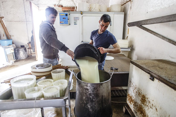 Pastori in Sicilia: pecore, latte e cannoli