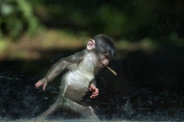 Il Bioparco di Roma