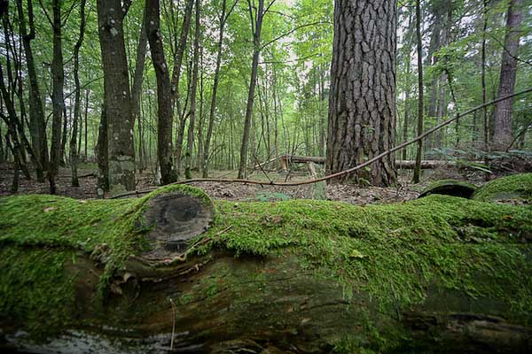 the Bialowieza forest