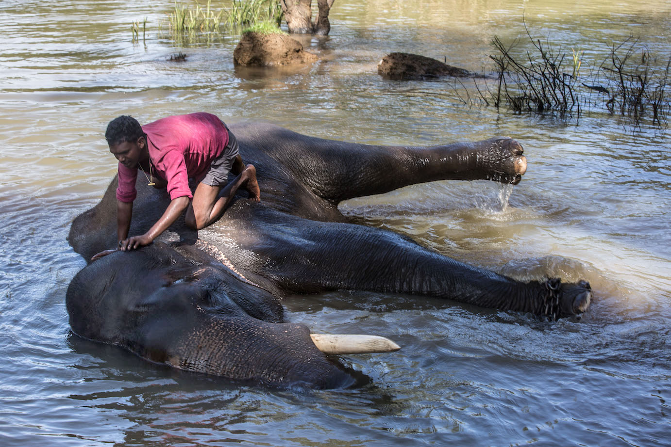 Dubare forest . Elephant