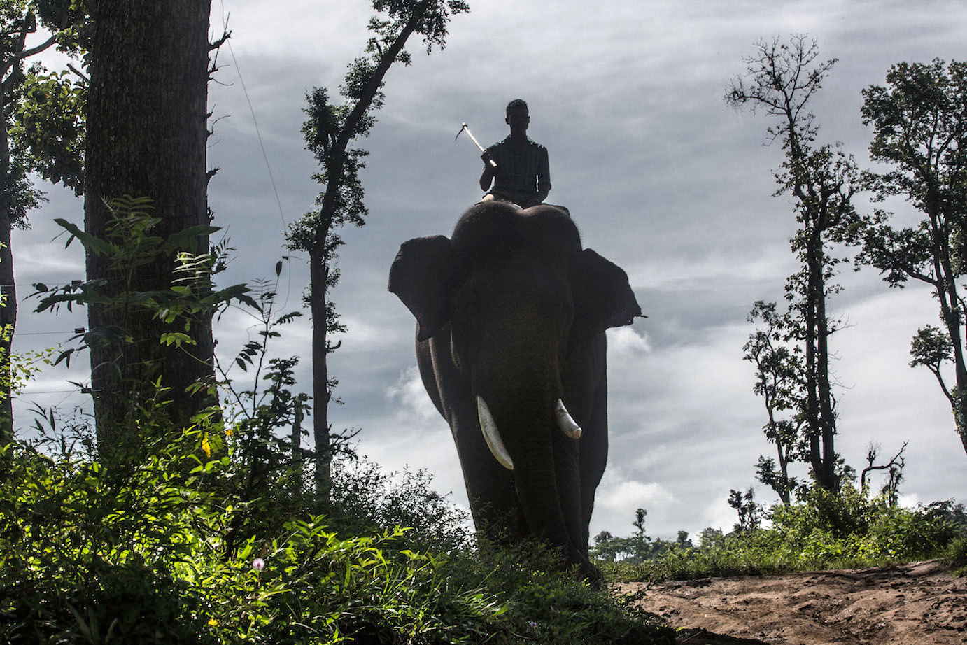 Dubare forest . Elephant